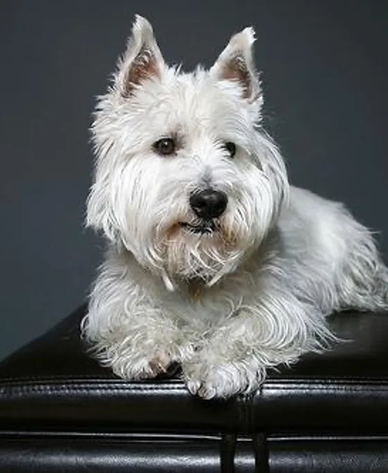 Pet Mix AI-generated example